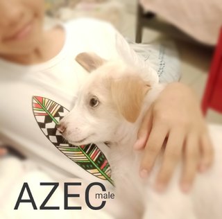 Azec - Retriever Mix Dog