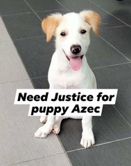 Azec - Retriever Mix Dog