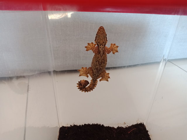 Kuhl's Flying Gecko  - Gecko Reptile