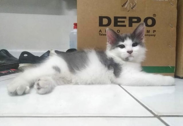 Debab Zoro-1 - Domestic Medium Hair Cat