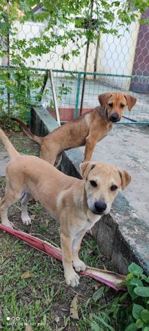 Sophy N Sandy - Mixed Breed Dog