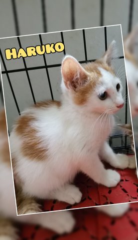 Haruko - Domestic Short Hair Cat