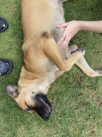 Brownie - Mixed Breed Dog