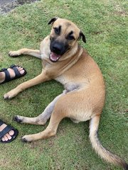 Brownie - Mixed Breed Dog