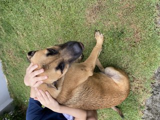 Brownie - Mixed Breed Dog