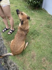 Brownie - Mixed Breed Dog