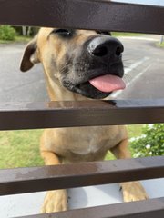 Brownie - Mixed Breed Dog