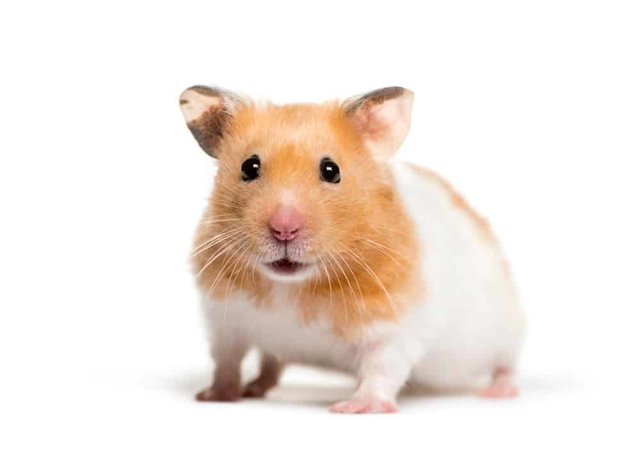  Golden Hamster Syria - Syrian / Golden Hamster Hamster