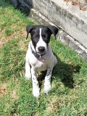 Joey - Mixed Breed Dog