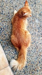 Ginger Kitty - Domestic Medium Hair Cat