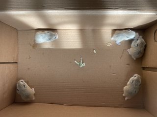 Baby Roborovski Hamster - Roborovsky's Hamster Hamster