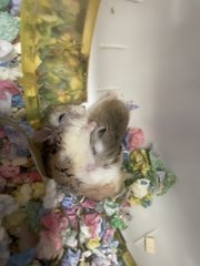 Baby Roborovski Hamster - Roborovsky's Hamster Hamster