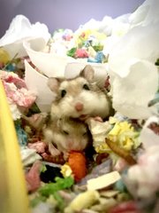 Baby Roborovski Hamster - Roborovsky's Hamster Hamster