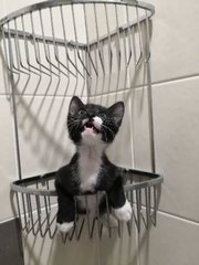 Oreo - Domestic Short Hair Cat