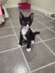 Oreo - Domestic Short Hair Cat