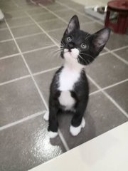 Oreo - Domestic Short Hair Cat