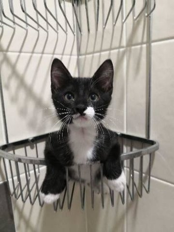 Oreo - Domestic Short Hair Cat