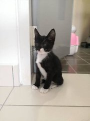 Oreo - Domestic Short Hair Cat