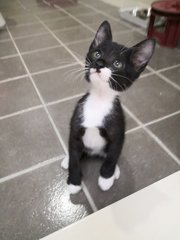 Oreo - Domestic Short Hair Cat