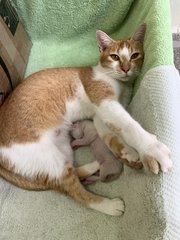 baby Joy (1 week) with mamma Noelle