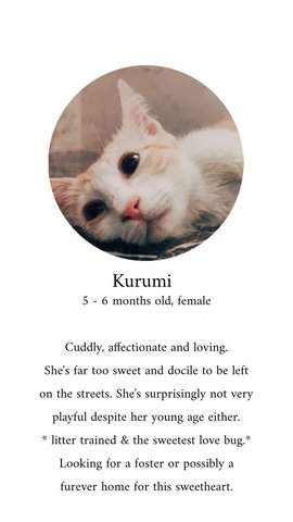 Kurumi - Tabby Cat