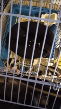 Pair Baby Sugar Gliders,2months Old - Sugar Glider Small & Furry