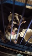 Pair Baby Sugar Gliders,2months Old - Sugar Glider Small & Furry