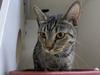 Juliet - Domestic Short Hair Cat