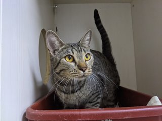 Juliet - Domestic Short Hair Cat