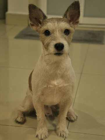 Jack  - Jack Russell Terrier Dog