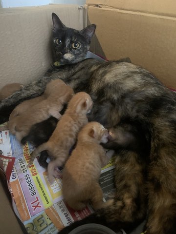 Mao Mao &amp; Family - Domestic Short Hair Cat