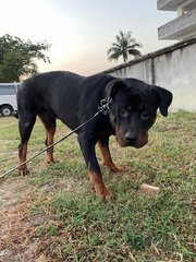 PF105187 - Rottweiler Dog