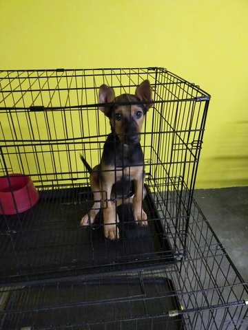 Pup1 - Mixed Breed Dog