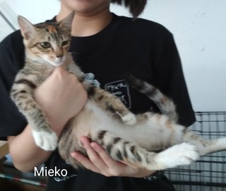 Mieko - Domestic Short Hair Cat