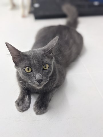 Miki - Domestic Medium Hair Cat