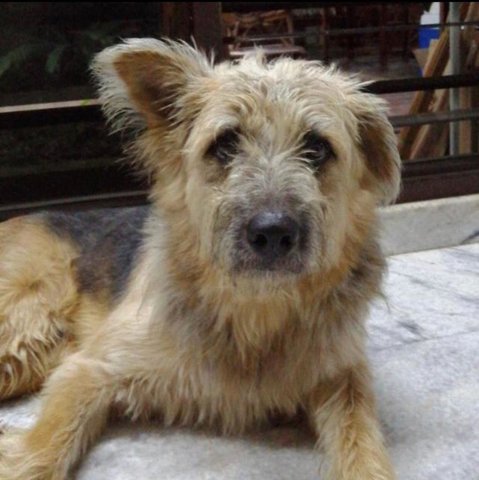 Boon - Terrier Mix Dog