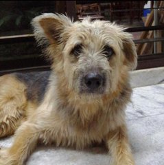 Boon - Terrier Mix Dog