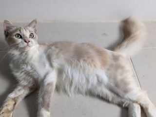 Memel - Domestic Long Hair Cat