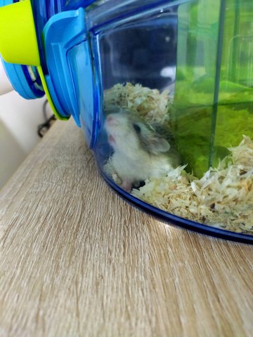 Robo - Roborovsky's Hamster Hamster