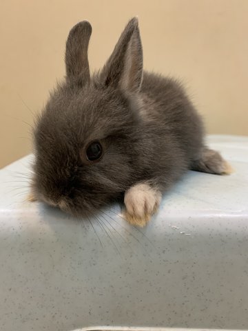 Angora Bunny 2 - Angora Rabbit Rabbit