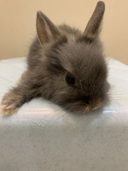 Angora Bunny 2 - Angora Rabbit Rabbit