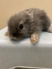 Angora Bunny 2 - Angora Rabbit Rabbit