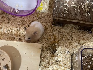 Honey - Syrian / Golden Hamster Hamster