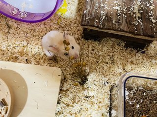 Honey - Syrian / Golden Hamster Hamster