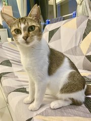 Ellie - Domestic Short Hair Cat