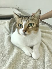 Ellie - Domestic Short Hair Cat