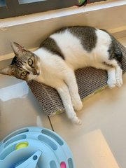 Ellie - Domestic Short Hair Cat