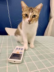 Ellie - Domestic Short Hair Cat