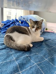 Ellie - Domestic Short Hair Cat