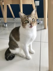 Ellie - Domestic Short Hair Cat